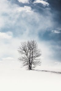 bare tree on snow