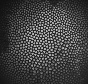 A cellular pattern interface grown in microgravity